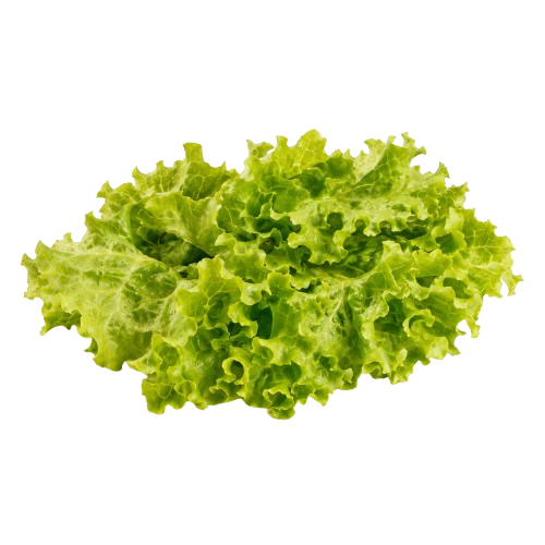 Lechuga