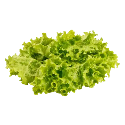 Lechuga